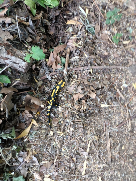 Salamandra infraimmaculata  photographed by צוות תל דן 