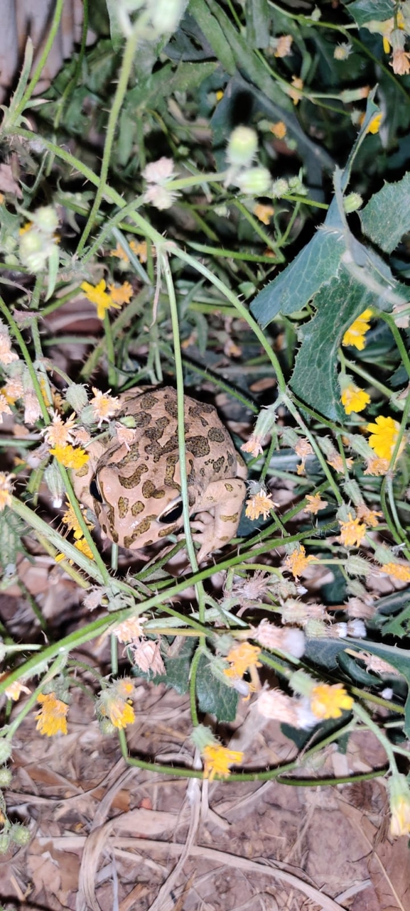 Bufo viridis  photographed by g_weil@npa.org.il 