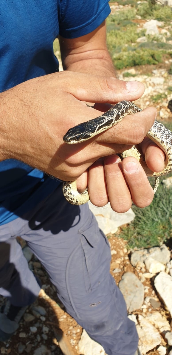 Elaphe quatuorlineata sauromates  photographed by אביעד בר 