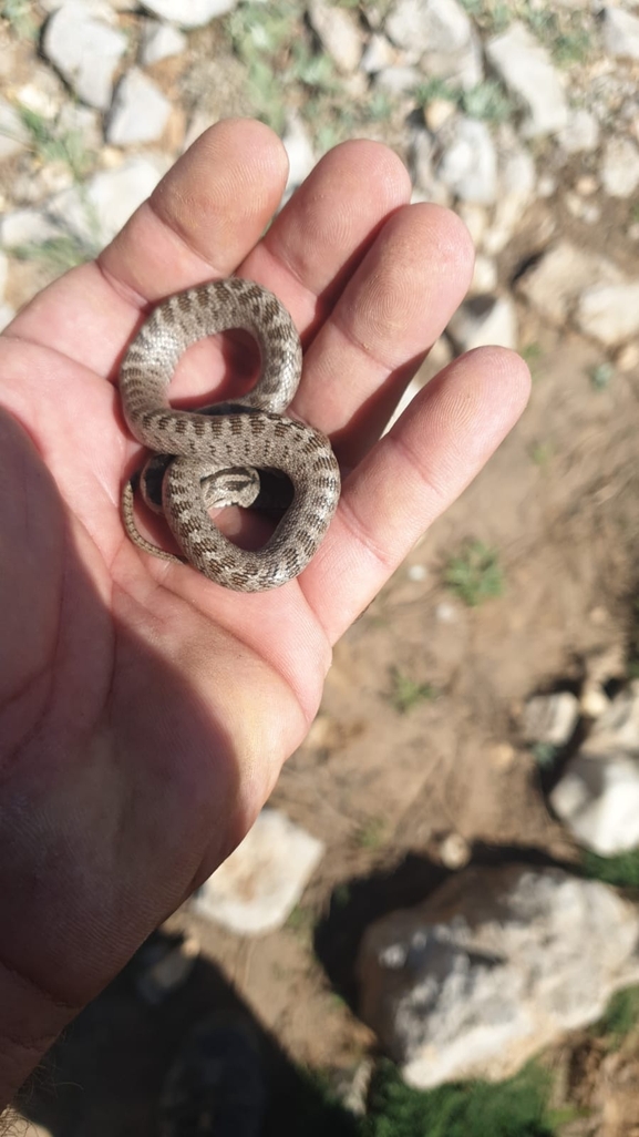 כרכן חלק  צולם על ידי אביעד בר 