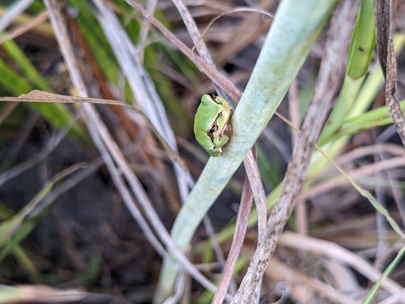 Telescopus fallax syriacus  photographed by טל לבנוני 