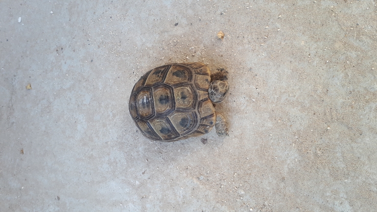 Testudo graeca  photographed by רז נחתומי 