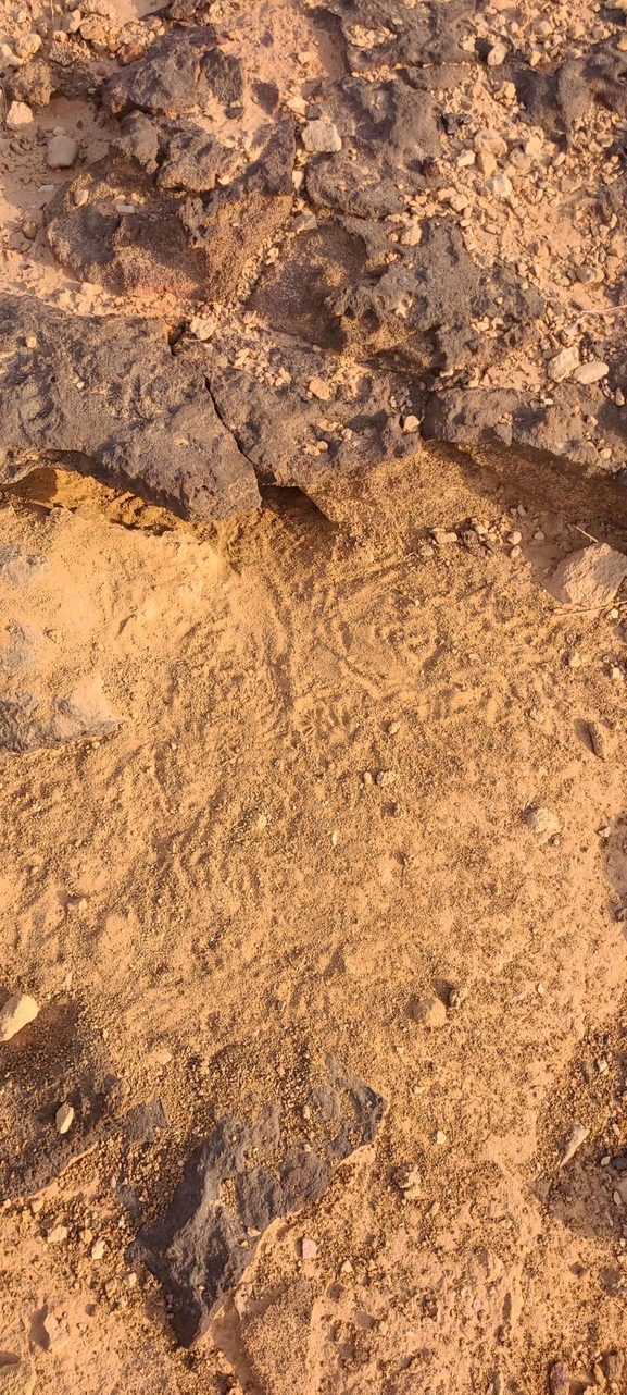 Dabb Lizard  photographed by תומר מזרחי 