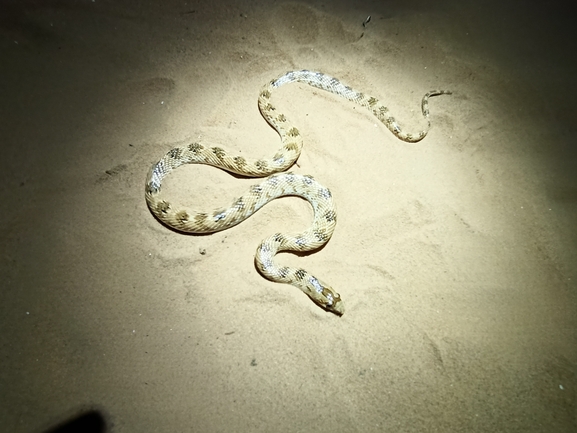 Lytorhynchus diadema  photographed by בעז שחם 