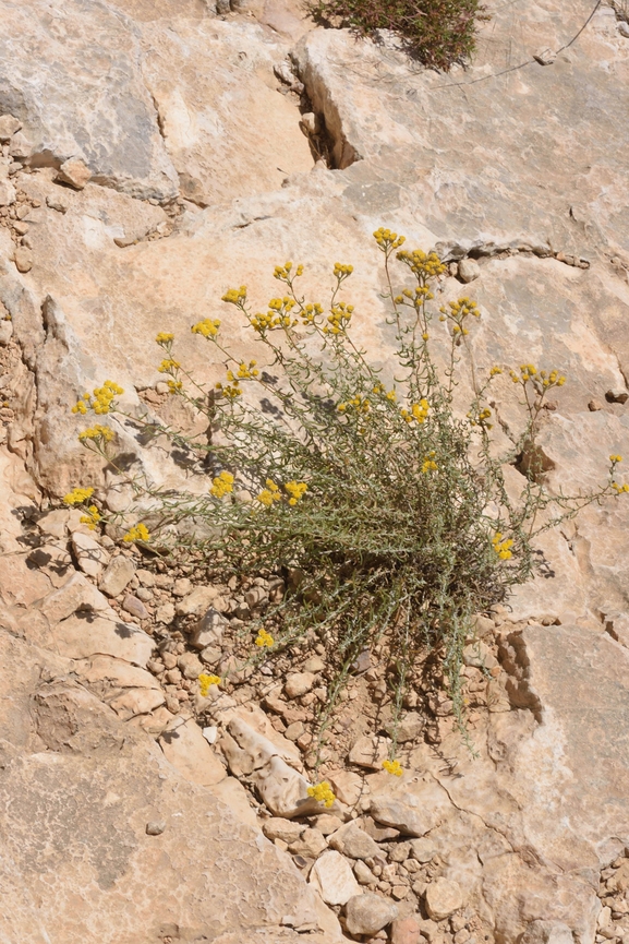 Testudo graeca  photographed by Gal Vine 