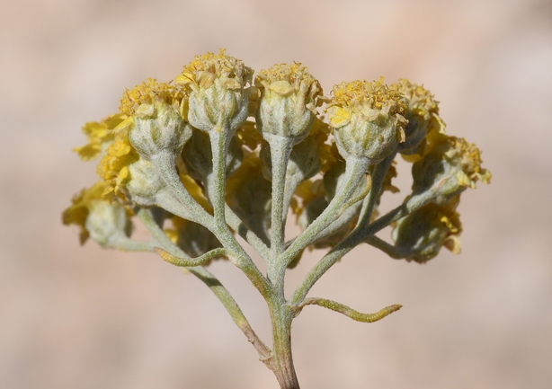 Testudo graeca  photographed by Gal Vine 