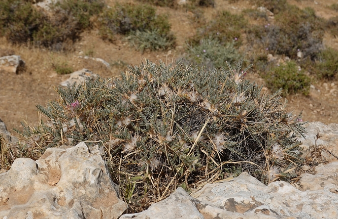 Testudo graeca  photographed by Gal Vine 