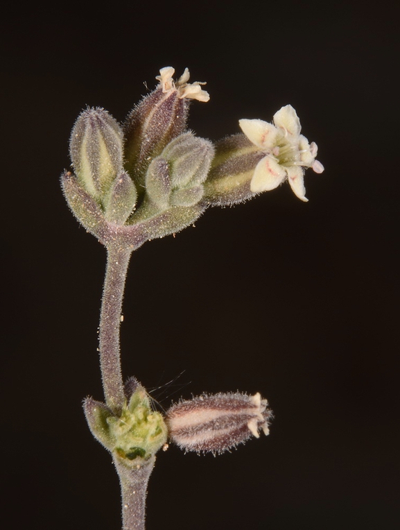 Testudo graeca  photographed by Gal Vine 