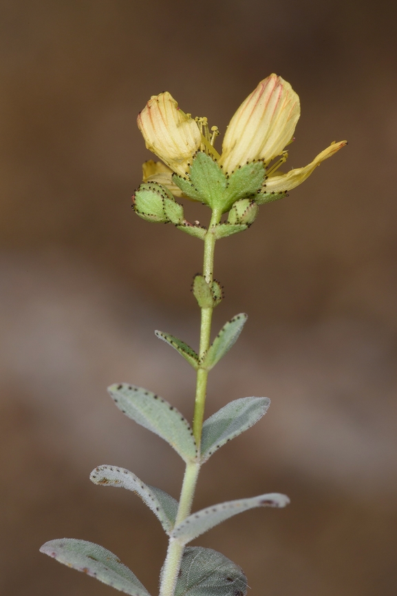 Testudo graeca  photographed by Gal Vine 