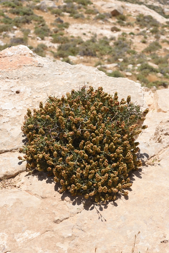 Testudo graeca  photographed by Gal Vine 