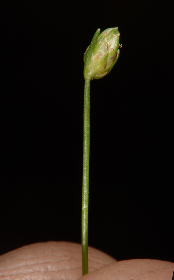 Lacerta laevis laevis  photographed by Gal Vine 