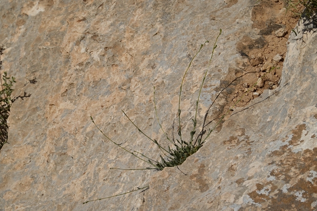 Testudo graeca  photographed by Gal Vine 