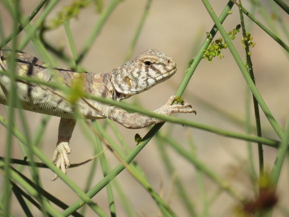 Uromastyx ornata  צולם על ידי אסף הברי 