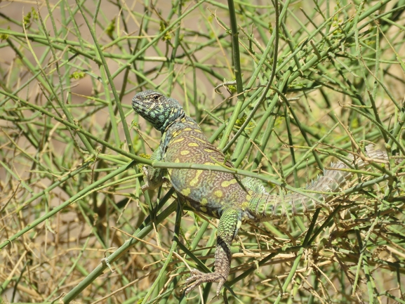 Ornate mastigure  photographed by אסף הברי 