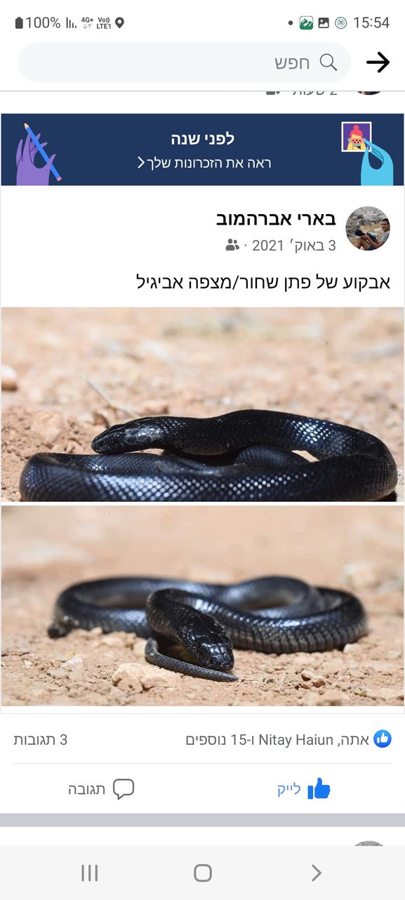 פתן שחור  צולם על ידי גלעד וייל 