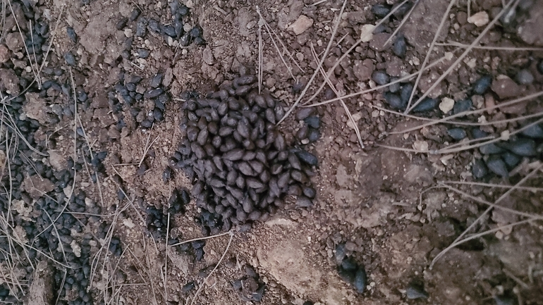 Testudo graeca  photographed by שאדי דעבוס 