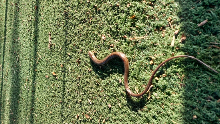 Ophisaurus apodus  photographed by נטע פרידמן 