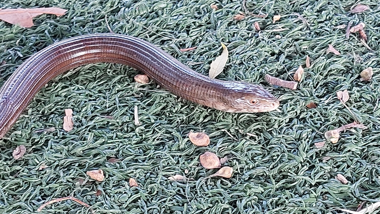 Ophisaurus apodus  photographed by נטע פרידמן 