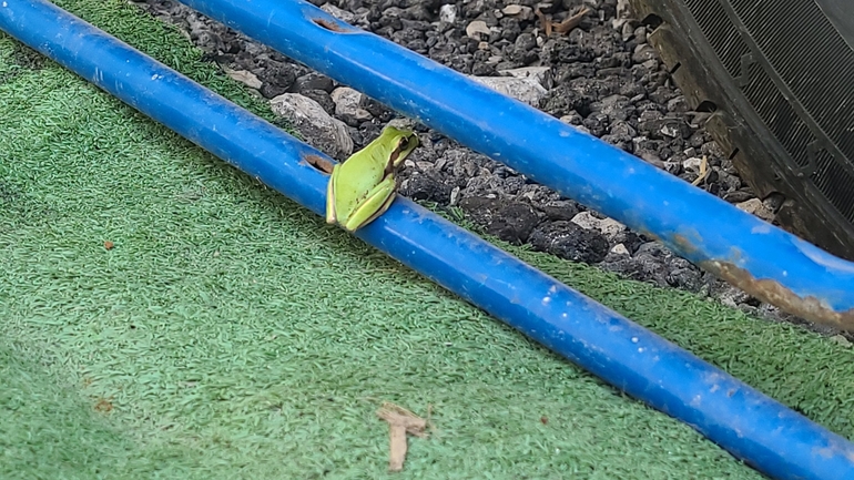 Hyla savignyi (Hyla arborea)  photographed by הלה מרקו 