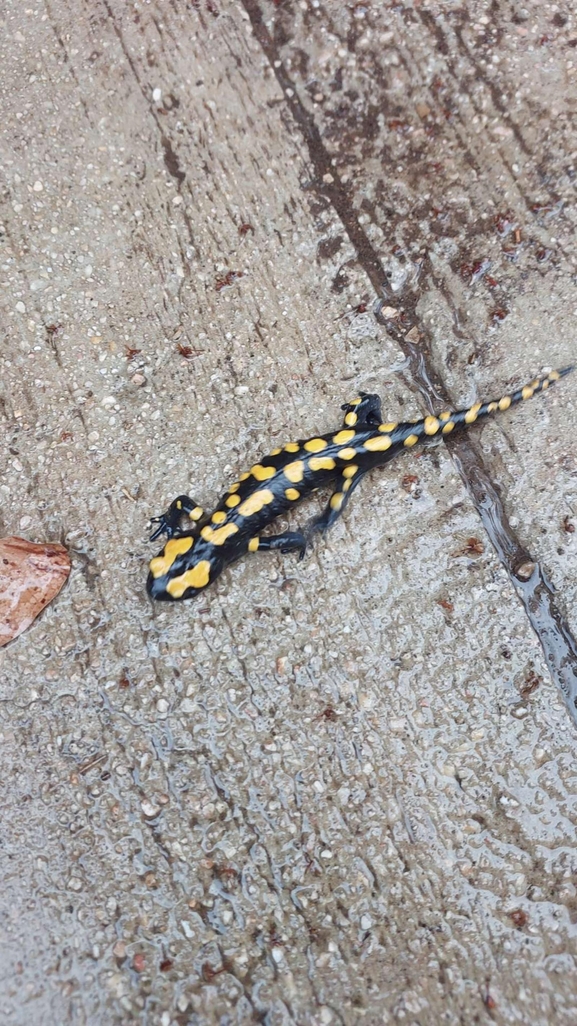 Salamandra infraimmaculata  photographed by צוות תל דן 