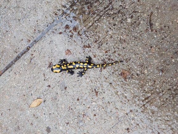 Salamandra infraimmaculata  photographed by צוות תל דן 