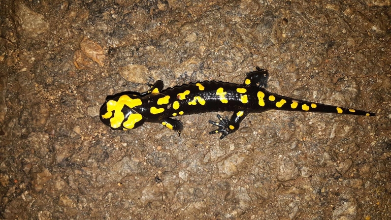 Salamandra infraimmaculata  photographed by רמדאן עיסא 