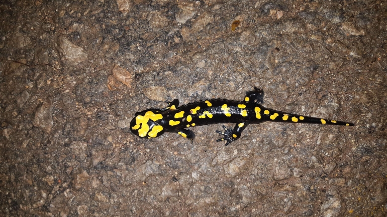 Salamandra infraimmaculata  photographed by רמדאן עיסא 