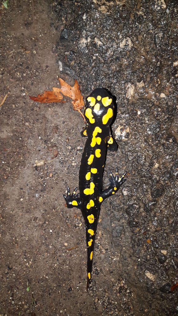 Salamandra infraimmaculata  photographed by רמדאן עיסא 