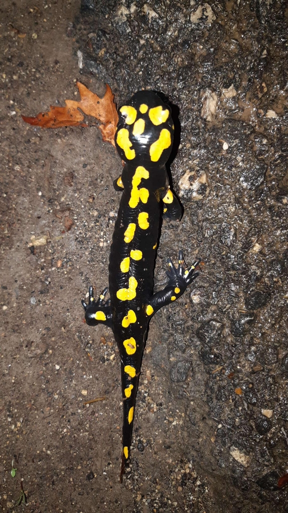 Salamandra infraimmaculata  photographed by רמדאן עיסא 