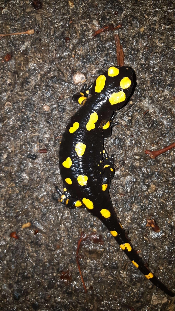 Salamandra infraimmaculata  photographed by רמדאן עיסא 