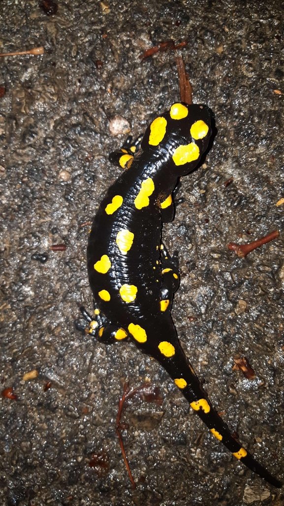 Salamandra infraimmaculata  photographed by רמדאן עיסא 