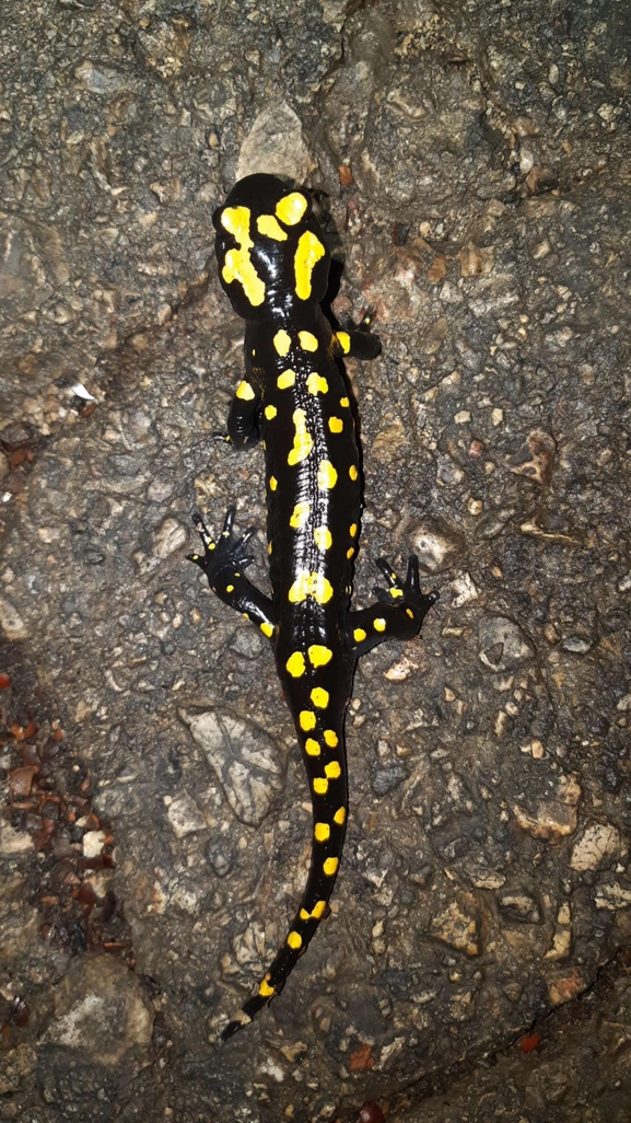 Salamandra infraimmaculata  photographed by רמדאן עיסא 