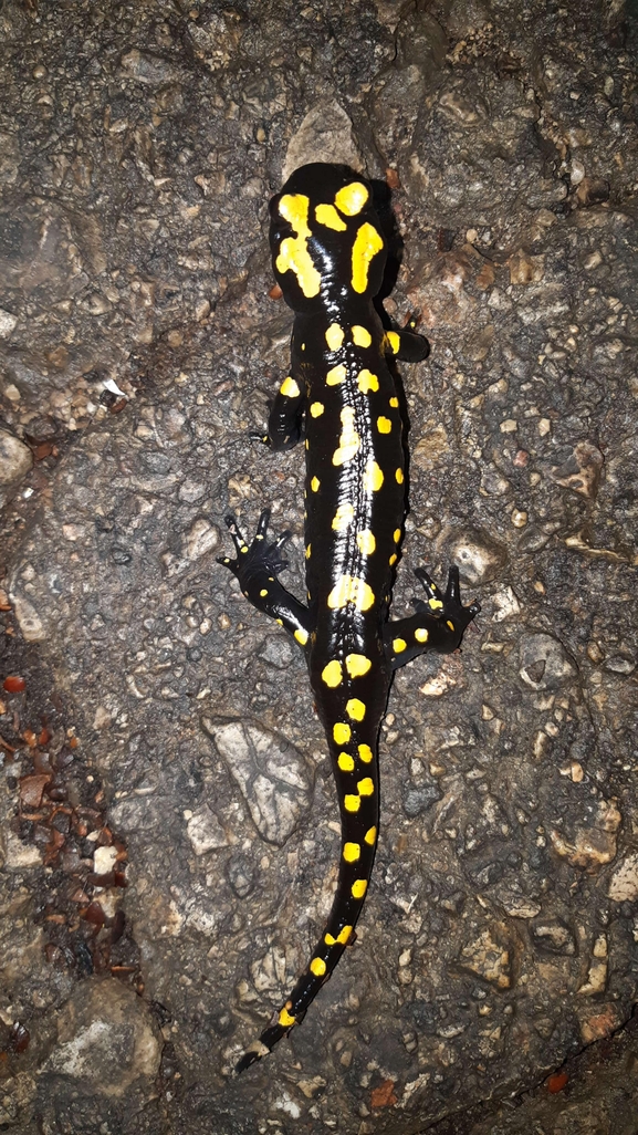 Salamandra infraimmaculata  photographed by רמדאן עיסא 