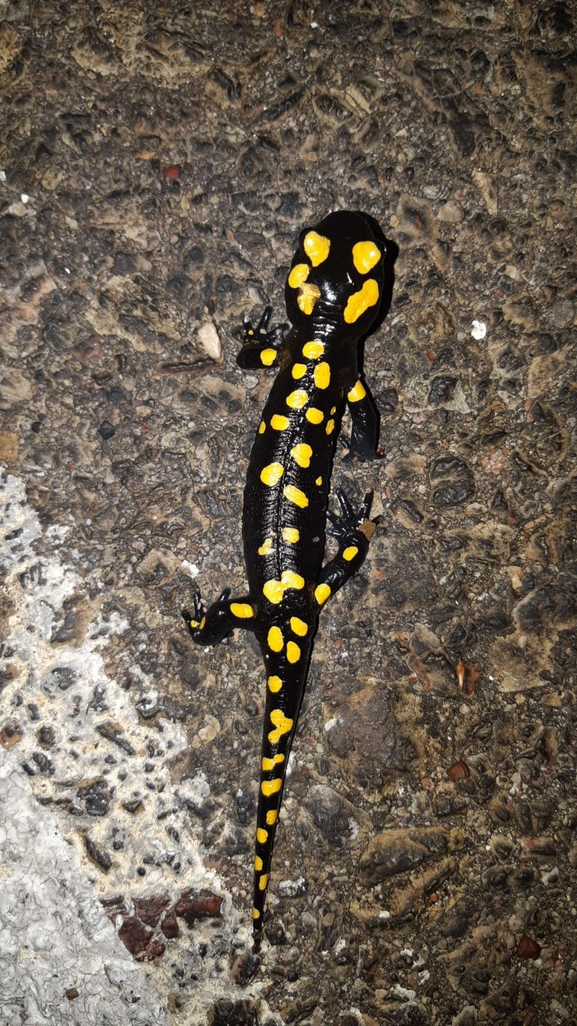 Salamandra infraimmaculata  photographed by רמדאן עיסא 