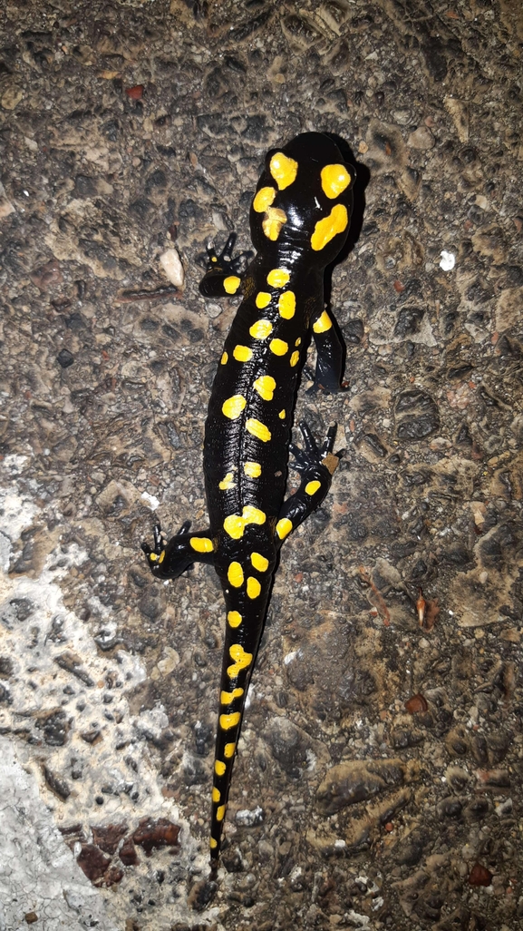 Salamandra infraimmaculata  photographed by רמדאן עיסא 