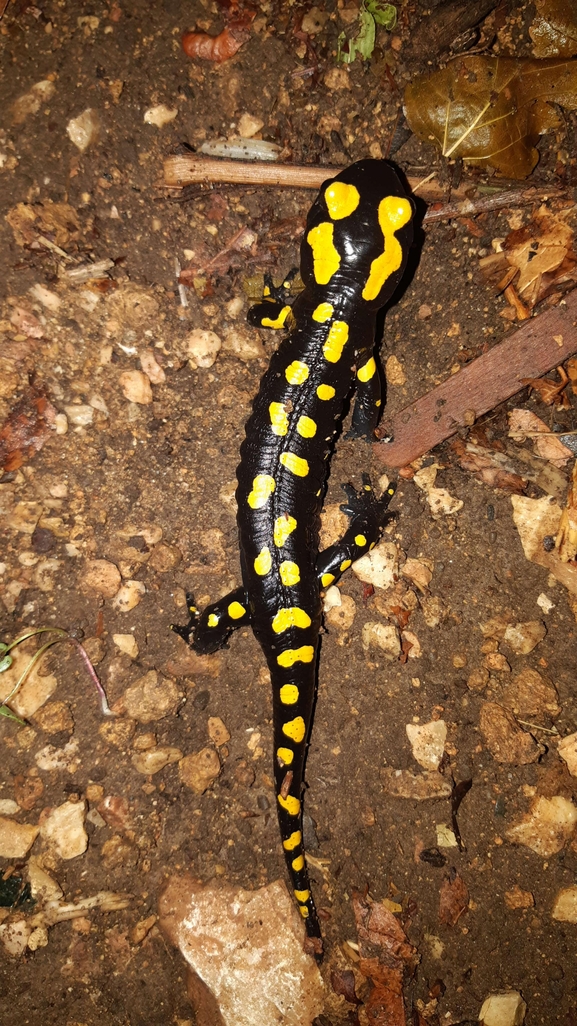 Salamandra infraimmaculata  photographed by רמדאן עיסא 