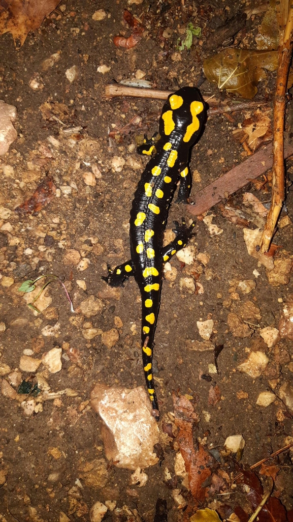 Salamandra infraimmaculata  photographed by רמדאן עיסא 