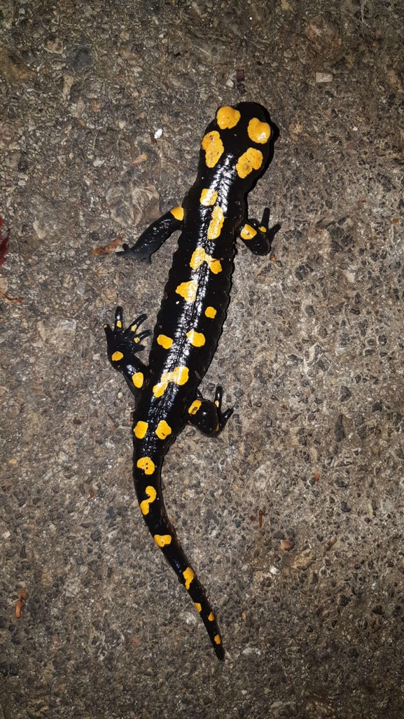 Salamandra infraimmaculata  photographed by רמדאן עיסא 