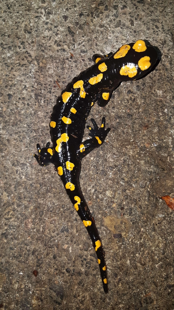 Salamandra infraimmaculata  photographed by רמדאן עיסא 