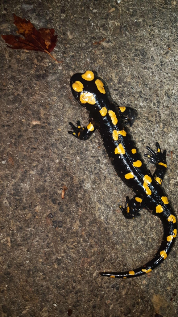 Salamandra infraimmaculata  photographed by רמדאן עיסא 