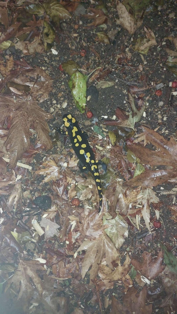 Salamandra infraimmaculata  photographed by רמדאן עיסא 