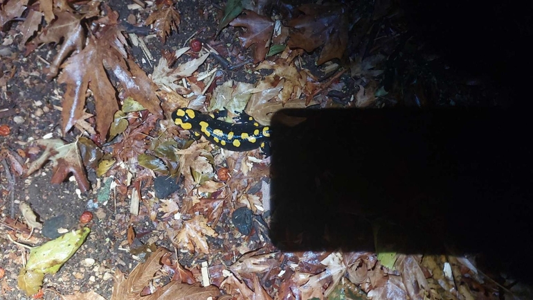 Salamandra infraimmaculata  photographed by רמדאן עיסא 