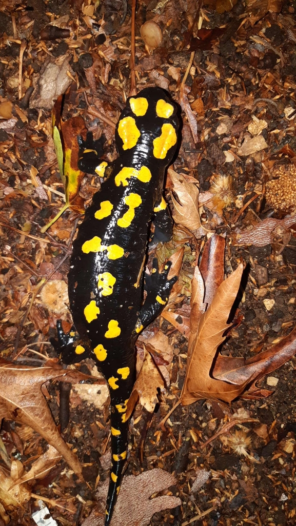 Salamandra infraimmaculata  photographed by רמדאן עיסא 