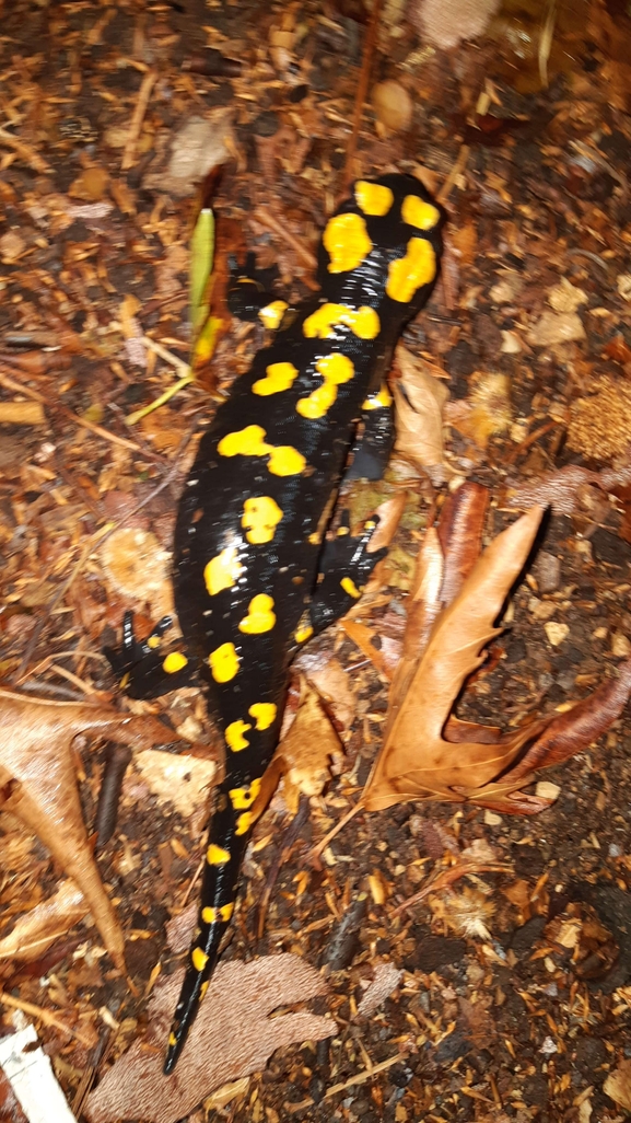 Salamandra infraimmaculata  photographed by רמדאן עיסא 