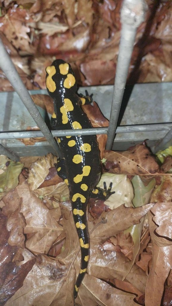 Salamandra infraimmaculata  photographed by רמדאן עיסא 