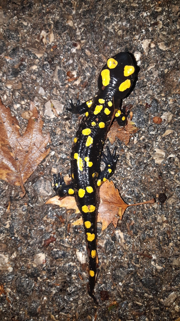 Salamandra infraimmaculata  photographed by רמדאן עיסא 