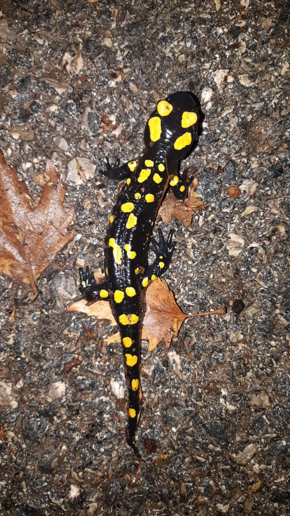 Salamandra infraimmaculata  photographed by רמדאן עיסא 