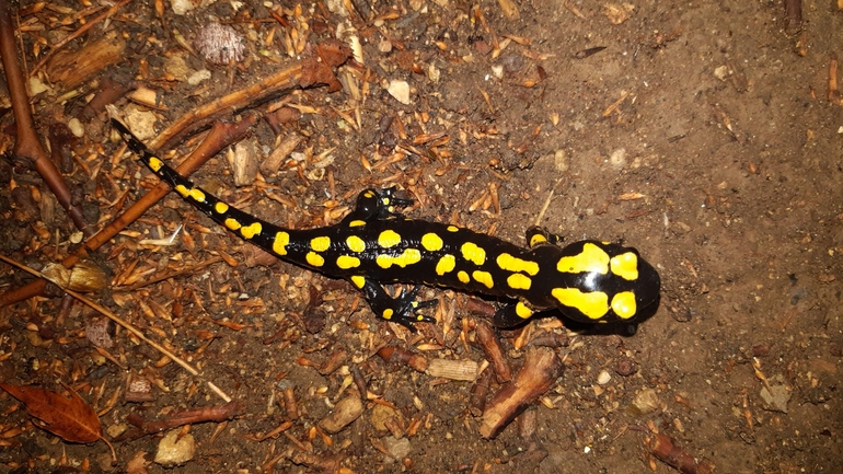 Salamandra infraimmaculata  photographed by רמדאן עיסא 