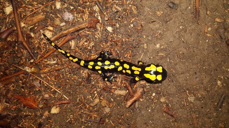 Salamandra infraimmaculata  photographed by רמדאן עיסא 