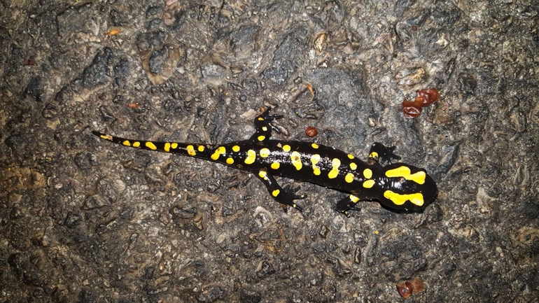 Salamandra infraimmaculata  photographed by רמדאן עיסא 